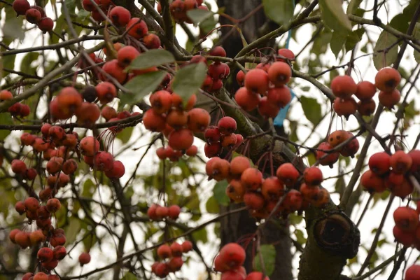 Ramas Con Fruta Malus Hupehensis Nombres Comunes Manzana China Cangrejo — Foto de Stock