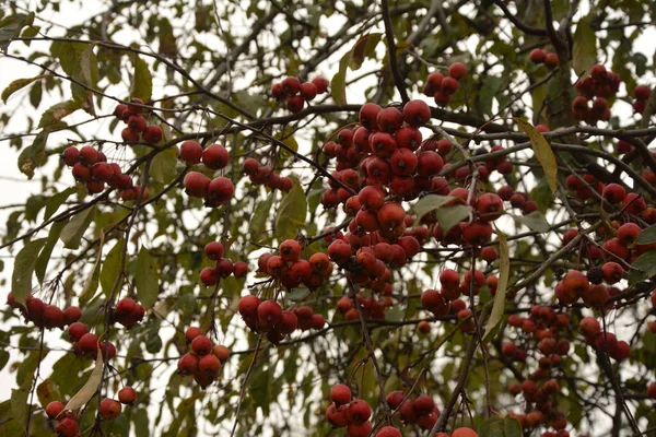 マルス フペヘンシスの果実を持つ枝 一般名中国語カニリンゴ フペカニまたはティー クラブリンゴの木 バラ科 — ストック写真