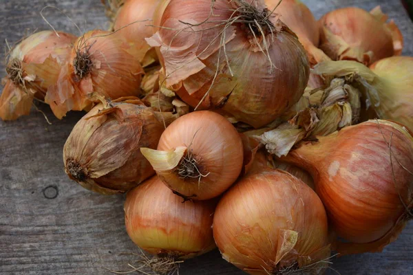 Çelenge Dokunmuş Sarı Soğan Soğanı Lezzetli Yararlı Vitaminler Vejetaryen Vejetaryen — Stok fotoğraf