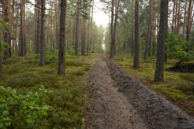 İtfaiyeciler yangını önlemek için hendek kazdılar. Orman yangınlarının önlenmesi, önlemler ve korunma. Güvenlik. Ormandaki toprak siperleri bir yangın koruma yöntemi olarak kullanılıyor..