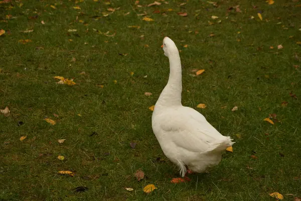Flock White Geese Loosing Feathers Christmas Goose Meadow — Stock Photo, Image