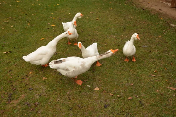 Flock White Geese Loosing Feathers Christmas Goose Meadow — Stock Photo, Image