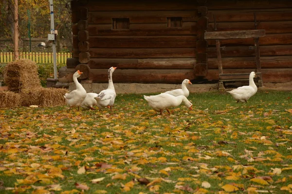 Schwarm Weißer Gänse Verliert Federn Weihnachtsgans Auf Der Wiese — Stockfoto