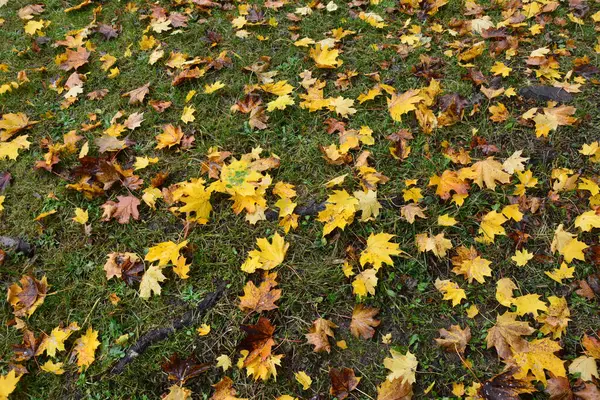 Herbstliche Landschaft Mit Abgefallenen Blättern — Stockfoto