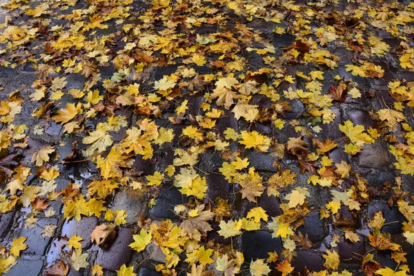 Herbstliche Landschaft Mit Abgefallenen Blättern — Stockfoto