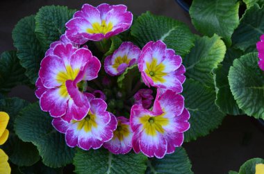 Çiçekler farklı renklerde, büyük taç yaprakları ve muhteşem buketlerle.