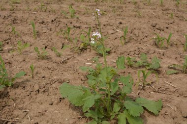 Raphanus Çiçeği 'ni kapatın. Raphanus sativus varus. Koyu yeşil, bulanık arka planlı beyaz çiçekler. Sebze çiçekleri..
