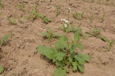 Raphanus Çiçeği 'ni kapatın. Raphanus sativus varus. Koyu yeşil, bulanık arka planlı beyaz çiçekler. Sebze çiçekleri..