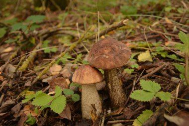 Kavak ormanında yetişen yabani bolete mantarı Leccinum duriusculum. Yenilebilir mantar, doğal durumda..