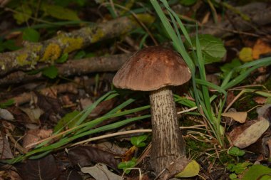 Kavak ormanında yetişen yabani bolete mantarı Leccinum duriusculum. Yenilebilir mantar, doğal durumda..