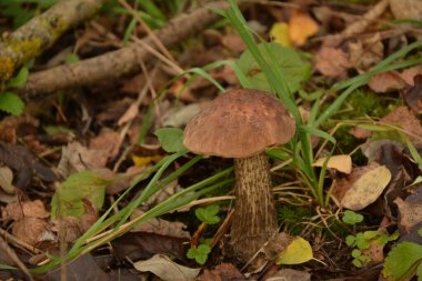 Kavak ormanında yetişen yabani bolete mantarı Leccinum duriusculum. Yenilebilir mantar, doğal durumda..