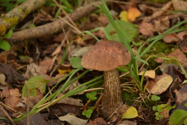 Kavak ormanında yetişen yabani bolete mantarı Leccinum duriusculum. Yenilebilir mantar, doğal durumda..