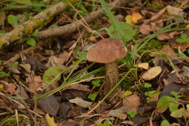 Kavak ormanında yetişen yabani bolete mantarı Leccinum duriusculum. Yenilebilir mantar, doğal durumda..