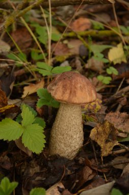 Kavak ormanında yetişen yabani bolete mantarı Leccinum duriusculum. Yenilebilir mantar, doğal durumda..