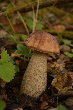 Kavak ormanında yetişen yabani bolete mantarı Leccinum duriusculum. Yenilebilir mantar, doğal durumda..