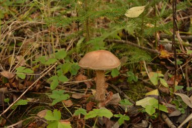 Kavak ormanında yetişen yabani bolete mantarı Leccinum duriusculum. Yenilebilir mantar, doğal durumda..