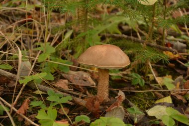 Kavak ormanında yetişen yabani bolete mantarı Leccinum duriusculum. Yenilebilir mantar, doğal durumda..