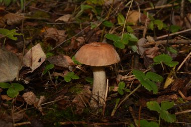Kavak ormanında yetişen yabani bolete mantarı Leccinum duriusculum. Yenilebilir mantar, doğal durumda..