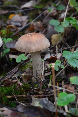 Kavak ormanında yetişen yabani bolete mantarı Leccinum duriusculum. Yenilebilir mantar, doğal durumda..