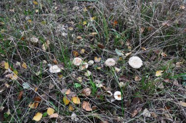Kavak ormanında yetişen yabani bolete mantarı Leccinum duriusculum. Yenilebilir mantar, doğal durumda..