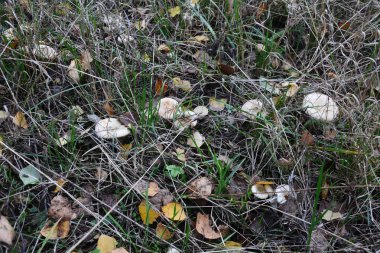 Kavak ormanında yetişen yabani bolete mantarı Leccinum duriusculum. Yenilebilir mantar, doğal durumda..