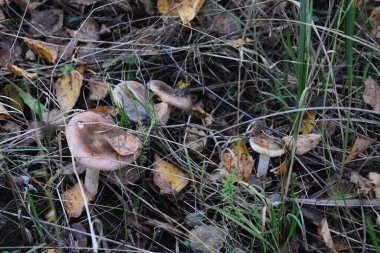 Kavak ormanında yetişen yabani bolete mantarı Leccinum duriusculum. Yenilebilir mantar, doğal durumda..