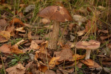Kavak ormanında yetişen yabani bolete mantarı Leccinum duriusculum. Yenilebilir mantar, doğal durumda..