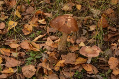 Kavak ormanında yetişen yabani bolete mantarı Leccinum duriusculum. Yenilebilir mantar, doğal durumda..