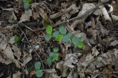 Süt hormonu desenli bitkiler ormanda düşmüş tohumlardan yetişir.