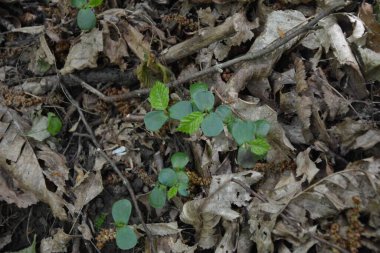 Süt hormonu desenli bitkiler ormanda düşmüş tohumlardan yetişir.