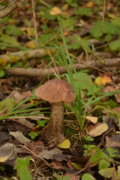 Kavak ormanında yetişen yabani bolete mantarı Leccinum duriusculum. Yenilebilir mantar, doğal durumda..