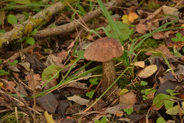 Kavak ormanında yetişen yabani bolete mantarı Leccinum duriusculum. Yenilebilir mantar, doğal durumda..