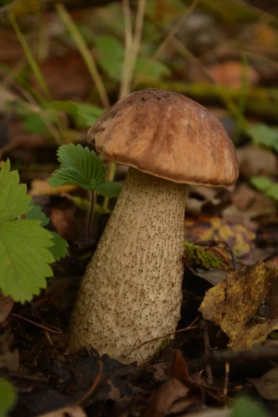 Champignon Sauvage Bolete Leccinum Duriusculum Poussant Dans Forêt Peupliers Champignon — Photo