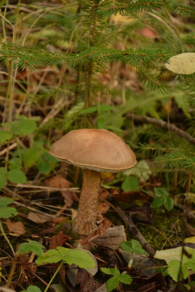 Kavak Ormanında Yetişen Yabani Bolete Mantarı Leccinum Duriusculum Yenilebilir Mantar — Stok fotoğraf