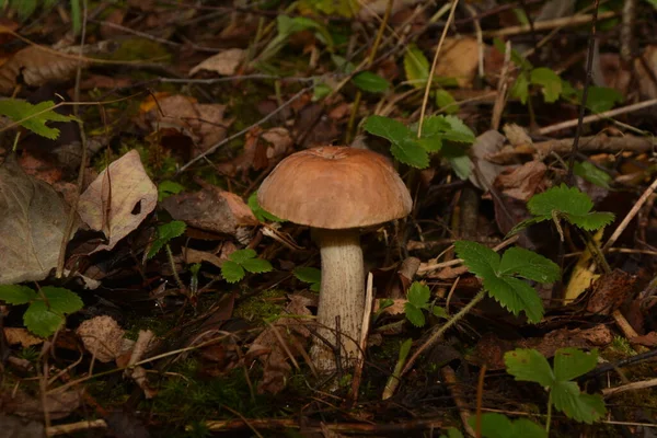 Wild Bolete Mushroom Leccinum Duriusculum Growing Poplar Forest Edible Mushroom — Stock Photo, Image