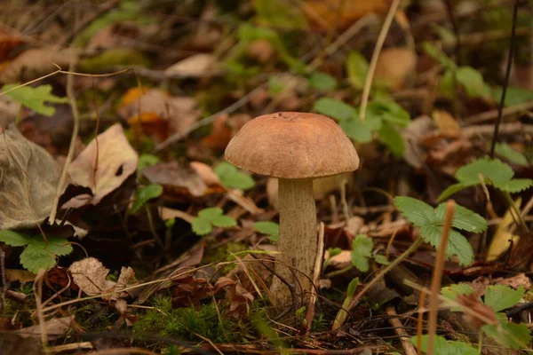 Kavak ormanında yetişen yabani bolete mantarı Leccinum duriusculum. Yenilebilir mantar, doğal durumda..