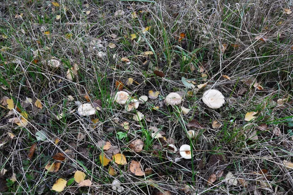 Kavak ormanında yetişen yabani bolete mantarı Leccinum duriusculum. Yenilebilir mantar, doğal durumda..