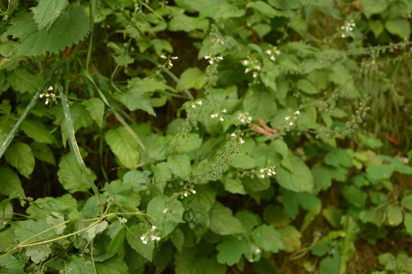 Circaea Lutetiana Plante Sauvage Floraison Des Plantes Été — Photo