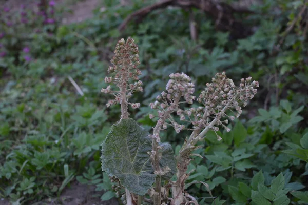 Közönséges Vaj Petazites Hybridus Asteraceae Családba Tartozó Lágyszárú Évelő Növény — Stock Fotó