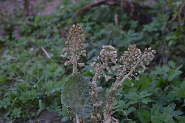 一般的なバターバー Petasites Hybridus 科の草本多年草です — ストック写真