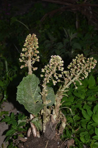 Butterbur Común Petasites Hybridus Una Planta Herbácea Perenne Familia Asteraceae — Foto de Stock