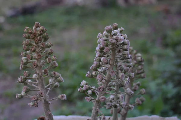 Common Butterbur Petasites Hybridus Травянистое Многолетнее Растение Семействе Asteraceae — стоковое фото