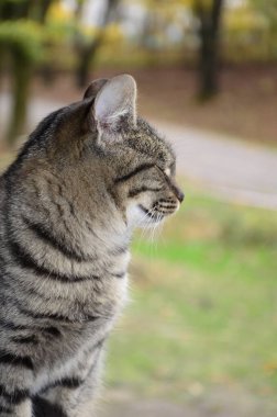 Şımarık çizgili bir kedi ağaç tezgahında oturur. Kedi portresi. Kedi pençesini yıkar. Bulanık arkaplan.
