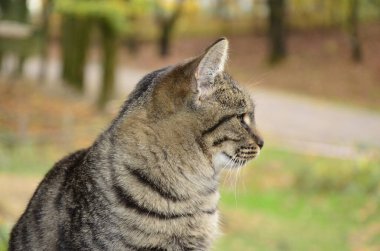 Şımarık çizgili bir kedi ağaç tezgahında oturur. Kedi portresi. Kedi pençesini yıkar. Bulanık arkaplan.
