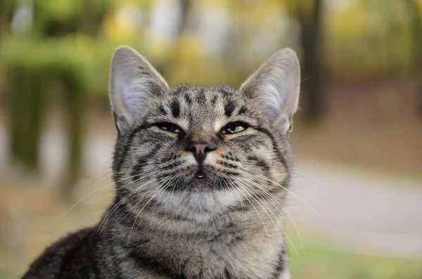 木の上には縞模様の猫が腰を下ろしている 猫の肖像 猫は足を洗う 背景がぼやけている — ストック写真