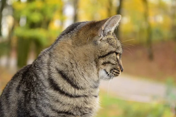 木の上には縞模様の猫が腰を下ろしている 猫の肖像 猫は足を洗う 背景がぼやけている — ストック写真