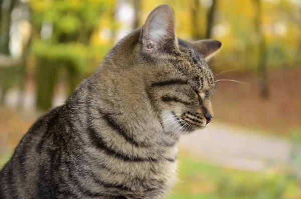 Lisonjeiro Gato Listrado Senta Suporte Árvore Retrato Gato Gato Lava — Fotografia de Stock