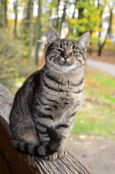 Eine Schmeichelhaft Gestreifte Katze Sitzt Auf Einem Baumständer Porträt Einer — Stockfoto