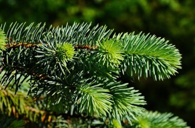 Yeşil arka planda ladin dalları. Genç çam ağacı, parlak yeşil dallar. Noel ağacı dallarının arkaplanı.