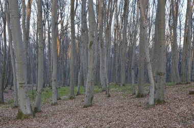 Dağlardaki Sonbahar Kayısı Ormanı. Peyzaj. Sonbaharın sonunda. Ormandaki talih kuşu karla kaplandı..
